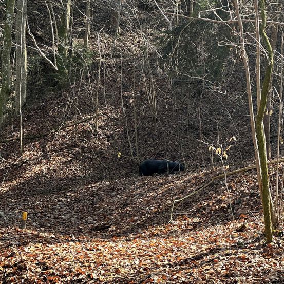 Ein schwarzer Bär liegt in einer Waldlichtung, umgeben von gefallenen Blättern und kahlen Bäumen. Der Bär ruht auf dem Boden.