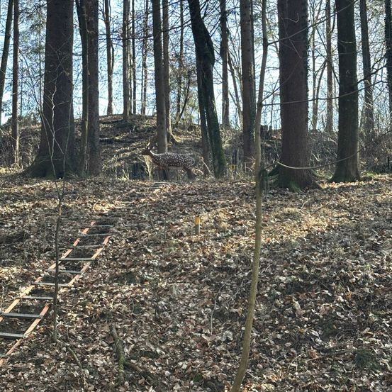 Ein Hirsch steht in einem Wald mit einer Leiter im Vordergrund und gefallenen Blättern auf dem Boden.
