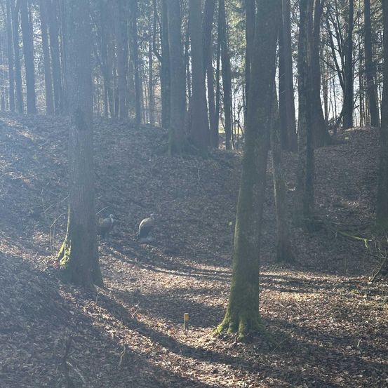 Ein bewaldetes Gebiet mit zwei wilden Vögeln am Boden. Das Sonnenlicht filtert durch die Bäume und wirft Schatten auf den mit trockenen Blättern bedeckten Boden.