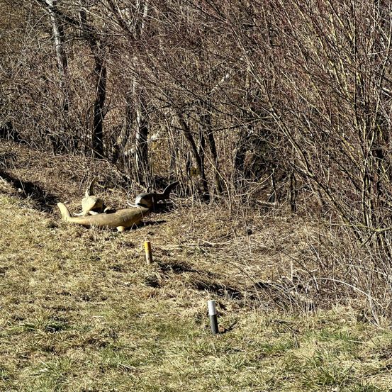 Zwei Rehe liegen auf einem steilen Grashang mit kahlen Bäumen in der Nähe. Ein Pfosten ist im Vordergrund zu sehen.