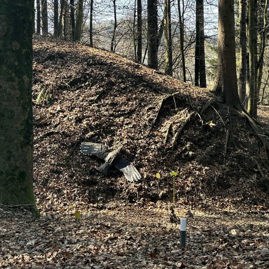 Ein wilder Vogel liegt auf einem mit gefallenen Blättern bedeckten Hügel, wobei ein Baumstumpf und Wurzeln sichtbar sind. Ein Pfahl mit einem gelben Schild steht im Hintergrund.