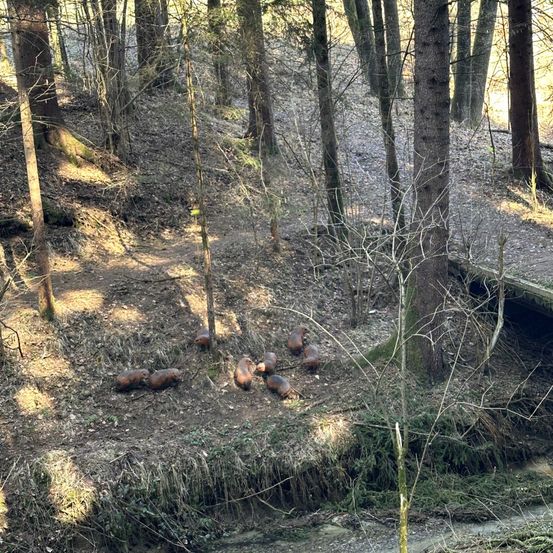 Eine Gruppe Wildschweine ruht in einem bewaldeten Gebiet in der Nähe eines Baches, umgeben von hohen Bäumen.