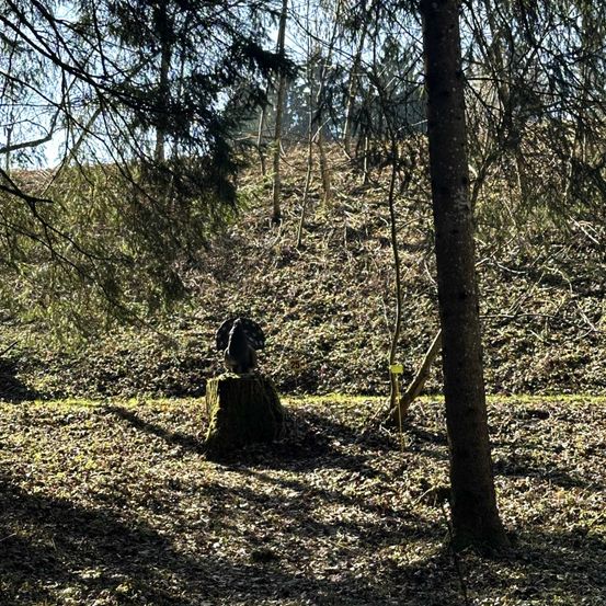 Ein Truthahn auf einem Baumstumpf in einem Wald mit verstreuten Blättern und Sonnenlicht, das durch die Bäume fällt.