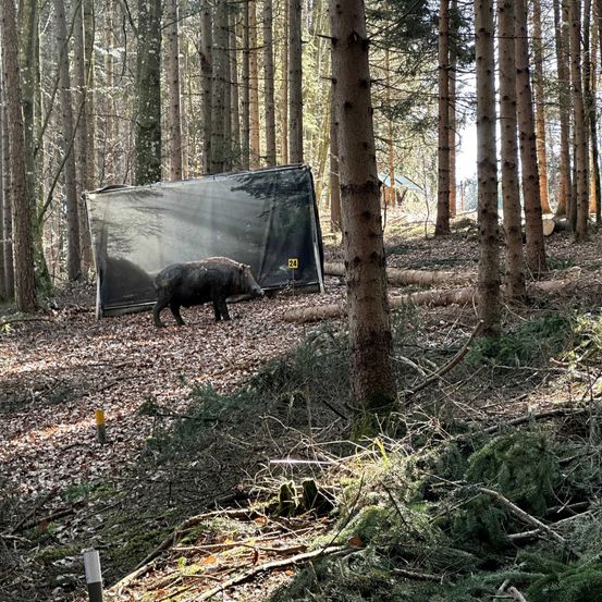 Ein Wildschwein geht durch eine Lichtung im Wald, mit einer großen schwarzen Plane im Hintergrund. Der Wald ist mit hohen Bäumen und umgestürzten Baumstämmen gefüllt.