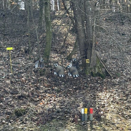 Vier Waschbären sind in einem Wald posiert, zwei in der Nähe eines Baumes mit der Nummer 29. In der Nähe befinden sich drei zylindrische Objekte, eines mit einem roten Deckel.