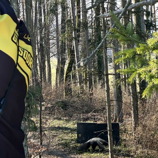 Eine Person in einem gelben und schwarzen Jacken ist in einem Wald mit Bäumen und einem liegenden Bären.