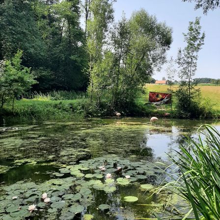 Nature, Outdoors, Pond, Water, Land, Scenery, Vegetation, Bird, Swamp, Flower
