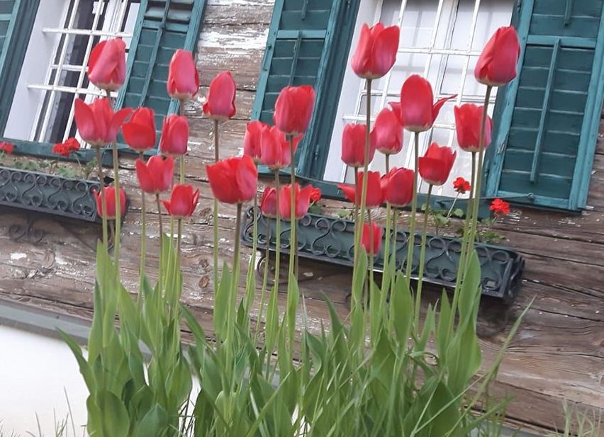 Bild enthält, Window, Flower, Curtain, Home Decor, Shutter, Outdoors, Potted Plant, Interior Design, Nature, Tulip