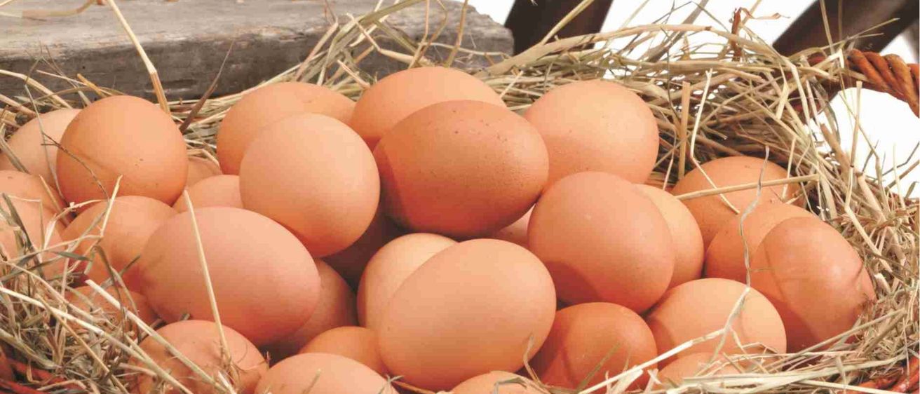 v1_migrated_image_90349804