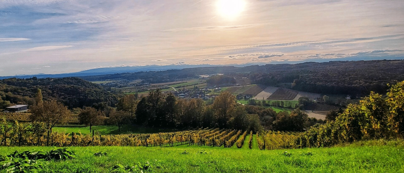 Luftaufnahme eines Weinbergs mit goldenen und grünen Farben, Bäumen, einem kleinen Dorf und Bergen unter klarem Himmel.