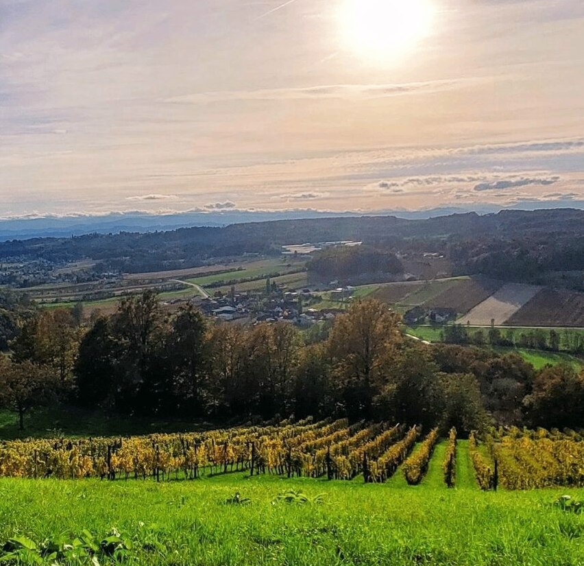 Luftaufnahme eines Weinbergs mit goldenen und grünen Farben, Bäumen, einem kleinen Dorf und Bergen unter klarem Himmel.
