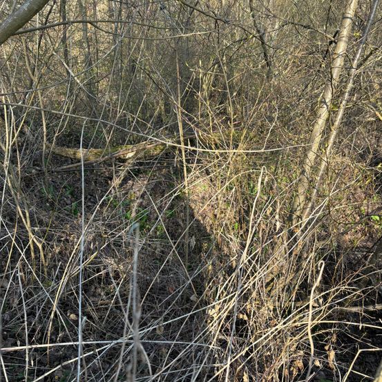 Ein dichter Dickicht aus kahlen Zweigen und Ästen in einem Wald. Schatten fallen über die Szene, mit einigen Flecken grüner Vegetation.