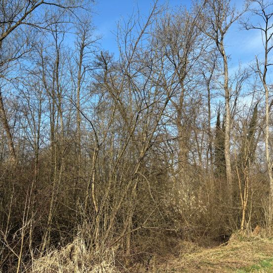 Ein dichter Wald mit vielen Bäumen und Ästen, ohne Blätter. Der Himmel ist blau mit einigen Wolken. Der Boden ist mit trockenem Gras und Zweigen bedeckt.