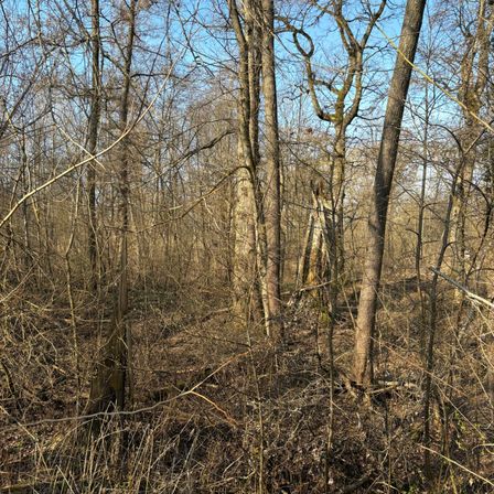 Ein dichter Wald mit vielen Bäumen und Zweigen, einige ohne Blätter, unter einem klaren blauen Himmel.