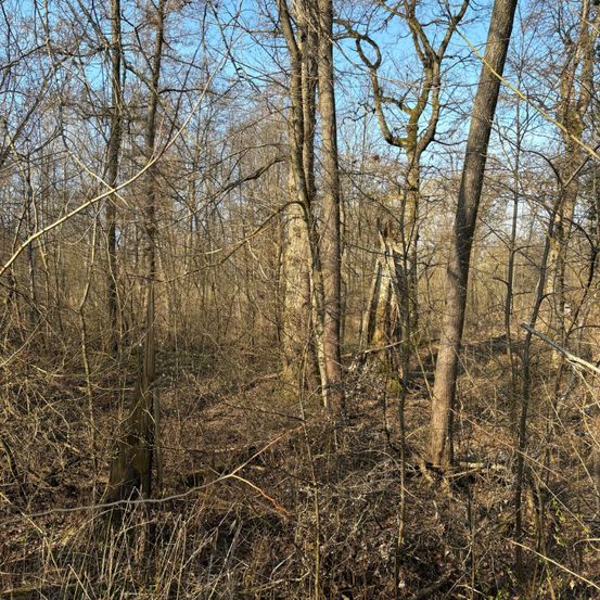 Ein dichter Wald mit vielen Bäumen und Zweigen, einige ohne Blätter, unter einem klaren blauen Himmel.