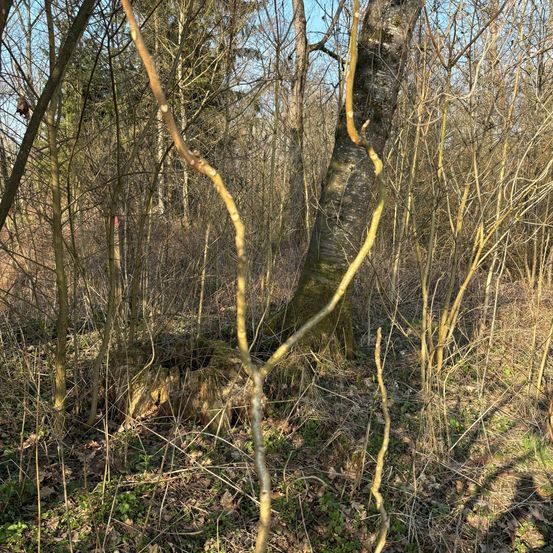 Eine Lichtung im Wald zeigt einen umgestürzten Baum mit freiliegenden Wurzeln. Dünne Äste umgeben ihn, einige hängen herab. Grüne Flecken und vertrocknete Blätter bedecken den Boden. Der Himmel ist klar.