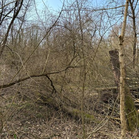 Ein dichter Wald mit umgefallenen Ästen und Zweigen. Der Himmel ist durch die Baumkronen sichtbar.