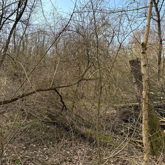 Ein dichter Wald mit umgefallenen Ästen und Zweigen. Der Himmel ist durch die Baumkronen sichtbar.