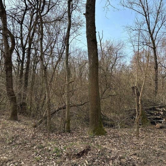 Ein dichter Wald mit kahlen Bäumen und einem Haufen Holzstämme auf der rechten Seite. Der Boden ist mit trockenen Blättern und kleinen Pflanzen bedeckt.