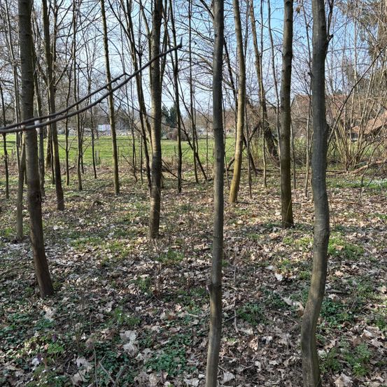 Ein Wald mit vielen laublosen Bäumen im Vordergrund und einem grünen Feld im Hintergrund. Der Boden ist mit verwelkten Blättern bedeckt.