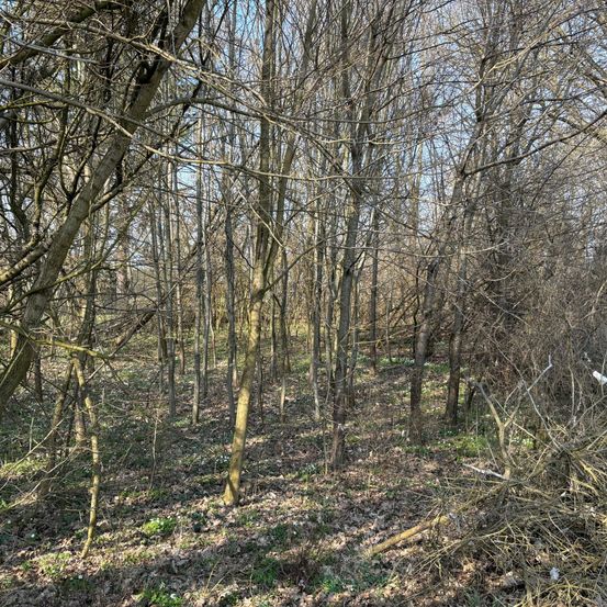 Ein dichter Wald mit laublosen Bäumen und einigen grünen Flecken auf dem Boden. Die Bäume sind hoch und haben dicke Stämme. Das Gebiet ist von trockenen Ästen umgeben.