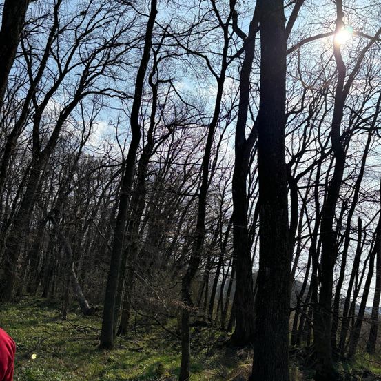Ein Wald mit hohen Bäumen und Sonnenlicht, das durch die Äste filtert. Der Boden ist mit Gras bedeckt und einige Äste liegen auf dem Boden.