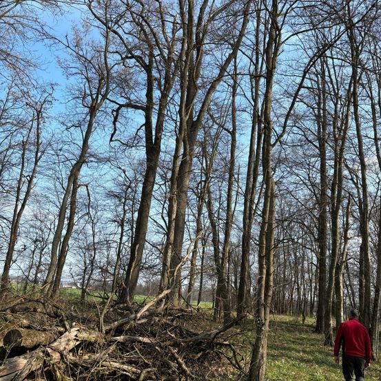 Ein Mann geht durch einen dichten Wald mit hohen Bäumen und einem klaren blauen Himmel darüber. Der Boden ist mit gefallenen Ästen und Baumstämmen bedeckt.