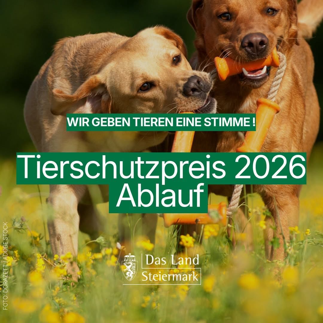 Zwei goldene Labradore spielen mit orangefarbenen Spielzeugen in einem Feld mit gelben Blumen. Das Bild hat einen grünen Rand mit dem Text 'Wir geben Tieren eine Stimme!' und 'Tierschutzpreis 2026 Ablauf'. Das Logo von 'Das Land Steiermark' befindet sich unten.