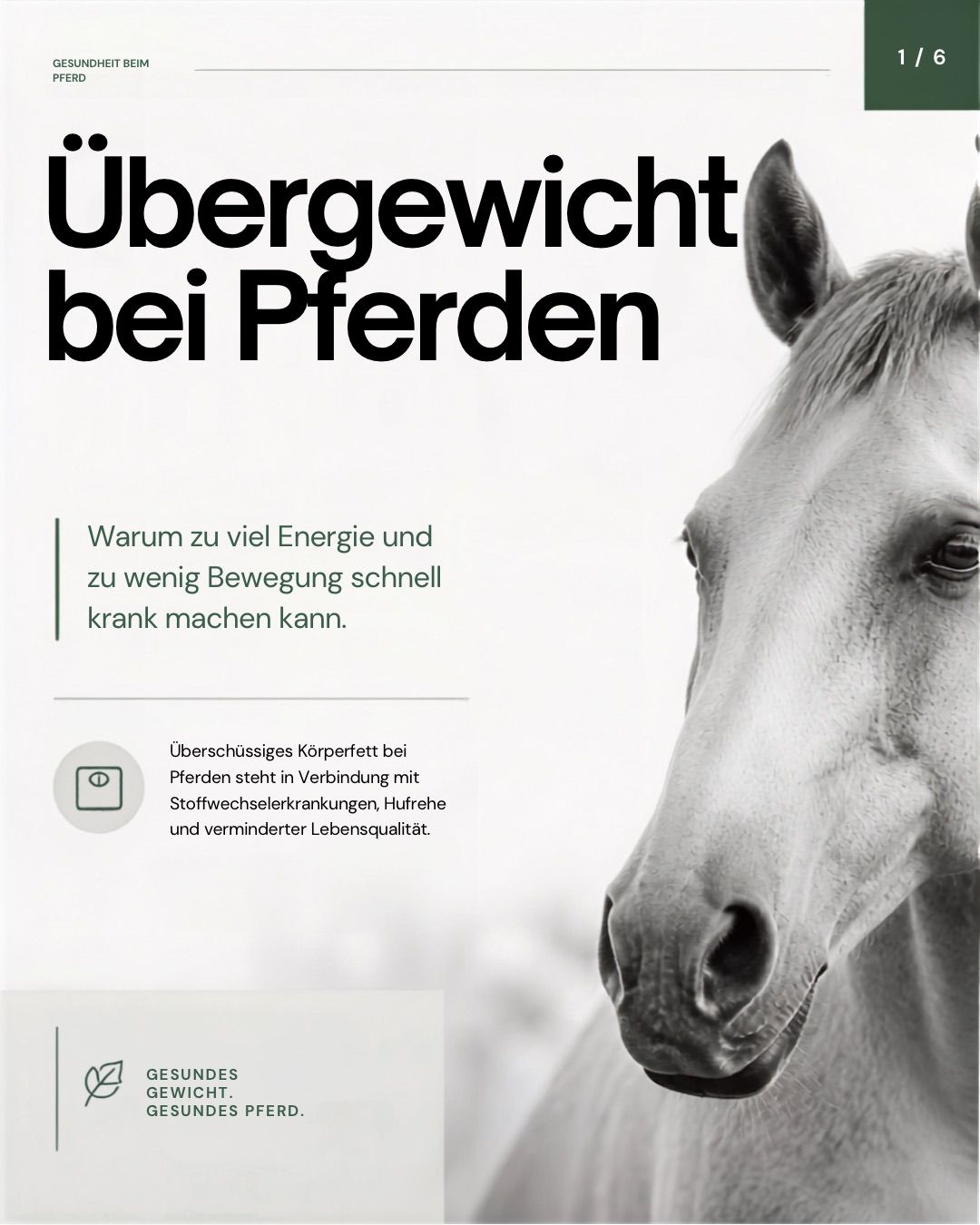 Ein Schwarz-Weiß-Bild des Pferdekopfes mit Text über Übergewicht bei Pferden und dessen Auswirkungen auf die Gesundheit.