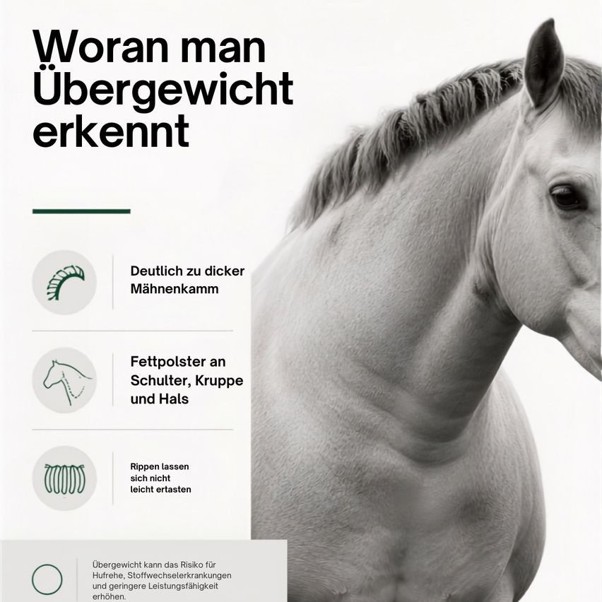 Ein Schwarz-Weiß-Bild des Pferdekopfes mit Textüberlagerungen, die auf Anzeichen von Übergewicht hinweisen, wie ein dicker Mähnenkamm, Fettablagerungen und Atembeschwerden.