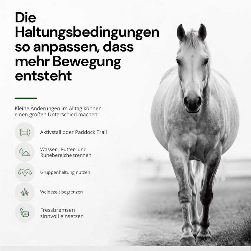 Ein Schwarz-Weiß-Bild eines Pferdes, das auf einem Grasfeld läuft, mit Textüberlagerung auf der linken Seite. Der Text lautet 'Die Haltungsbedingungen so anpassen, dass mehr Bewegung entsteht'. Unten befinden sich Symbole mit Textbeschreibungen.