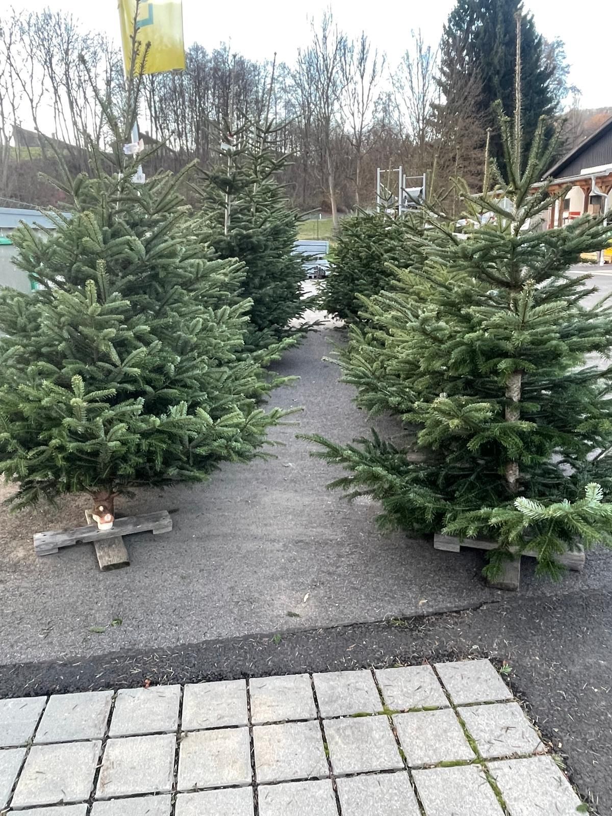 Mehrere immergrüne Bäume sind auf einem gepflasterten Bereich aufgereiht. Sie stehen auf Holzpaletten. Bäume im Hintergrund sind ebenfalls zu sehen.