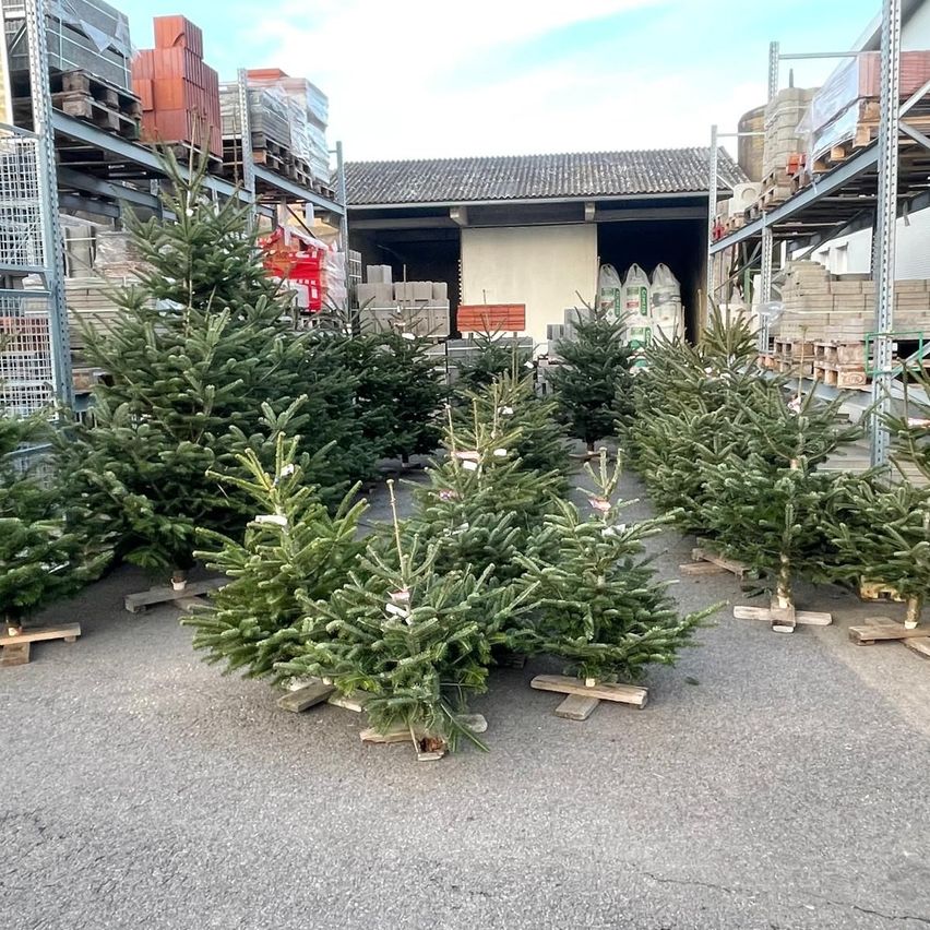 Ein Lager mit gestapelten Paletten und Kisten, und mehrere Kiefernbäume auf Holzständern davor.