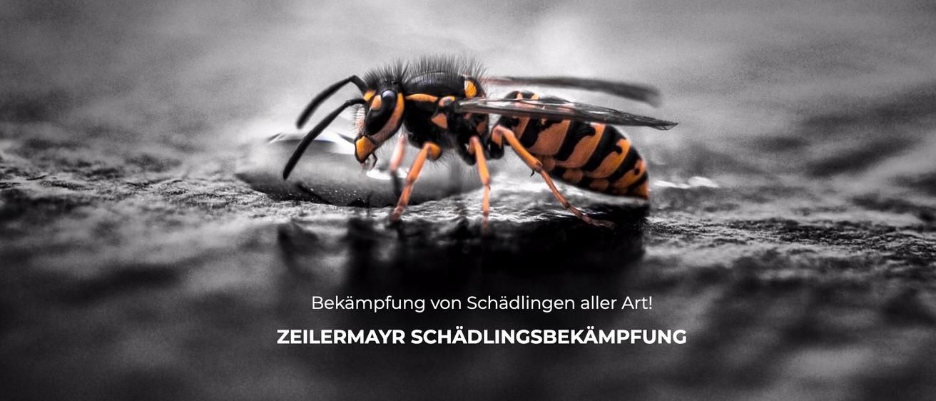 Eine Wespe sitzt auf einem Blatt mit Wassertropfen. Der Firmenname Zeillermayr für Schädlingsbekämpfung ist angezeigt.