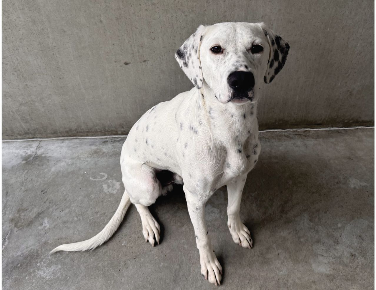 Ein weißer Dalmatiner mit schwarzen Flecken sitzt auf einem Betonboden und schaut direkt in die Kamera.