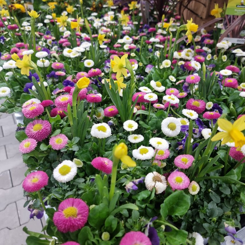 Ein lebhafter Garten voller verschiedener Blumen, einschließlich Gänseblümchen, rosa und gelber Blumen sowie Narzissen, die alle vor einem Ziegelweg stehen.
