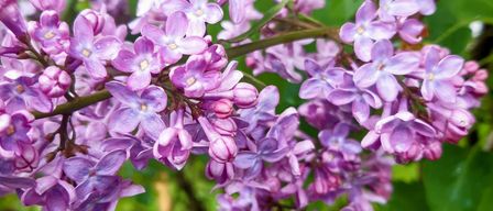 Nahaufnahme einer Gruppe lila Fliederblüten mit grünem Laub im Hintergrund, die die zarten Blütenblätter und feinen Details hervorhebt.