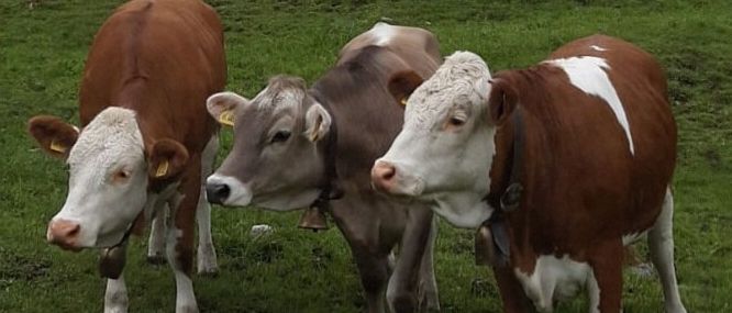Drei Kühe stehen auf einer grünen Wiese. Sie sind braun und weiß. Eine Kuh trägt ein Halsband. Sie sehen herum, vielleicht neugierig.