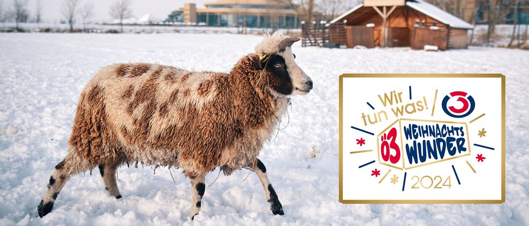 Bild enthält, Outdoors, Shelter, Animal, Livestock, Mammal, Sheep, Nature, Countryside, Hut, Rural