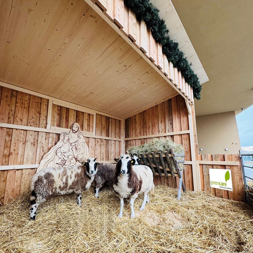 Drei Schafe stehen in einer hölzernen Scheune mit Heu auf dem Boden, einer Krippe und einer Statue von Jesus und Maria. Die Wände sind aus Holz und es gibt ein Schild mit einem grünen Blattlogo.