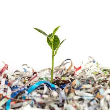 Bild enthält, Leaf, Plant, Sprout