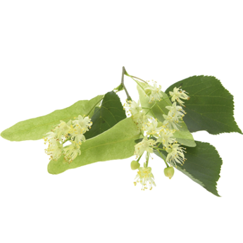 v1_migrated_image_96962485