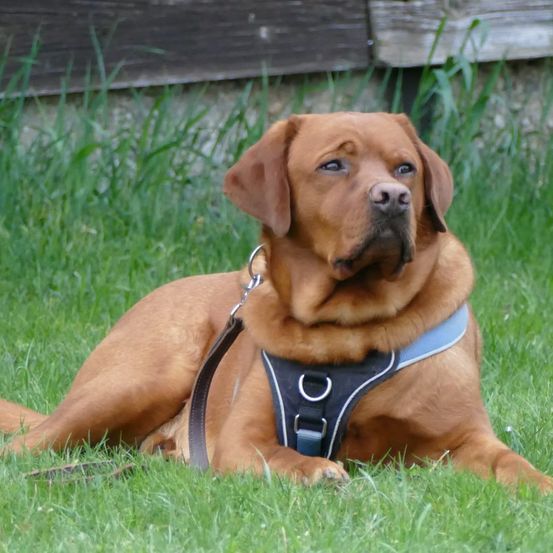 Ein brauner Hund mit Halsband und Geschirr liegt auf grünem Gras und schaut nach oben.