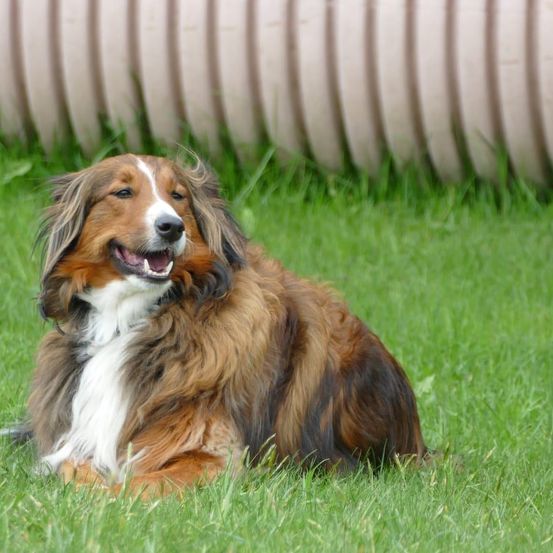Ein braun-weißer Hund liegt auf dem Gras und wirkt verspielt und zufrieden, mit einem gebogenen Schwanz und einem weißen Fleck auf seinem Gesicht.