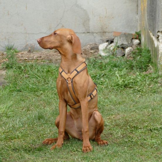Ein brauner Hund im Geschirr sitzt auf dem Gras vor einer Betonmauer.