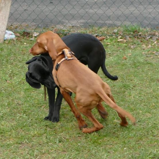 Zwei Hunde, einer braun und einer schwarz, spielen auf einem Grasfeld. Der braune Hund steht, während der schwarze Hund auf dem Boden liegt.