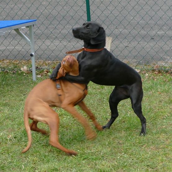 Zwei Hunde spielen auf einem Rasen, einer schwarz und einer braun, mit einem Metallzaun im Hintergrund.