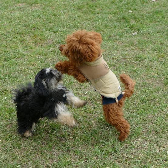 Zwei Hunde spielen auf einem Grasfeld. Einer ist braun und der andere ist schwarz und weiß. Sie scheinen es zu genießen.