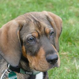 Ein Nahaufnahme eines Hundes mit braunem und schwarzem Fell, der direkt in die Kamera schaut. Der Hund trägt ein grünes Halsband mit einem Anhänger. Der Hintergrund ist verschwommenes grünes Gras.