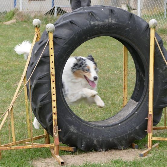 Ein Hund springt durch eine große Reifenhindernis auf einem Rasen, ein Zaun ist im Hintergrund.
